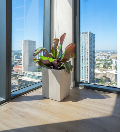 VASAR - CITY COLLECTION CURG